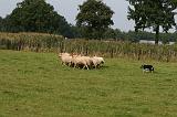 BORDER COLLIE - MOUTONS 035
